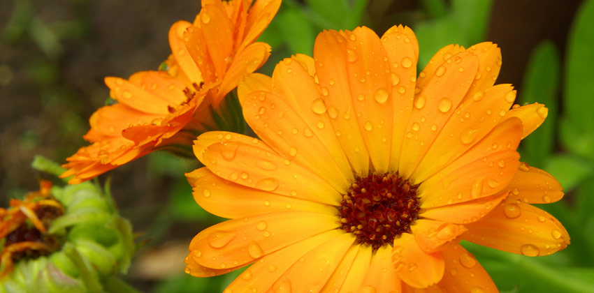 Die Ringelblume kann innerlich und äusserlich angewendet werden, die Bekanntheit und die weite Verbreitung verdankt die Ringelblume aber ihrer Salbe, die Bestandteil nahezu jeder Heilsalbe ist.